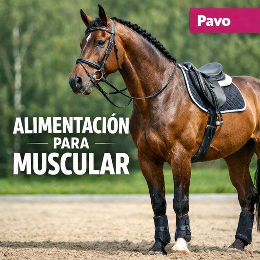 Alimentación para muscular al caballo con PAVO