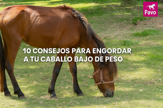 Como engordar un caballo de manera segura.