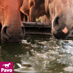 La deshidratación del caballo de deporte por sudor