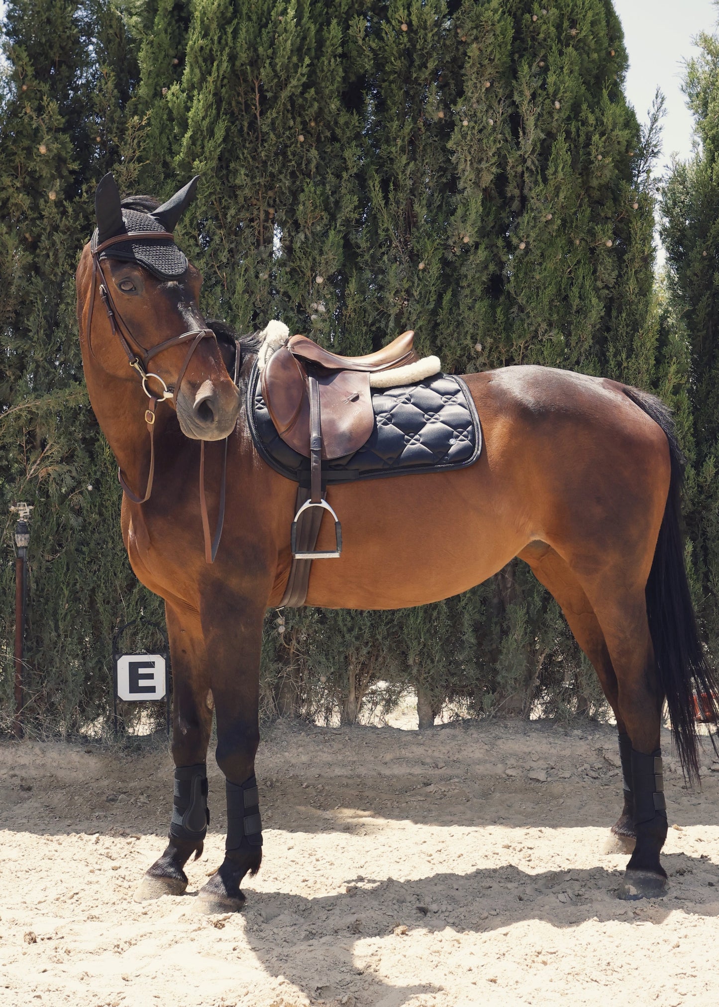 X-Black – Jumping Saddle Pad